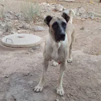 یک جفت سگ سرابی دوزدیده شده|حیوانات|زنجان, |دیوار