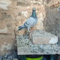 پلاکی مسافتی|پرنده|چگنی, |دیوار