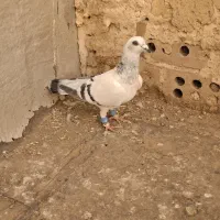 ۳ تا گرفتنی|پرنده|نیشابور, فردوس شمالی|دیوار