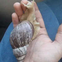 حلزون البینو