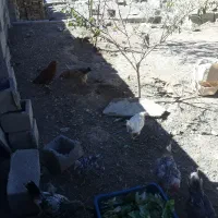 تعدادی مرغ جوجه بوقلمون|حیوانات مزرعه|مهاجران, |دیوار