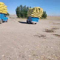 کاه سامان