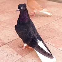 کبوتر  زیل دم سفید