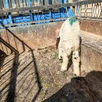 بره.میش.بز.بیگ|حیوانات مزرعه|دزفول, |دیوار