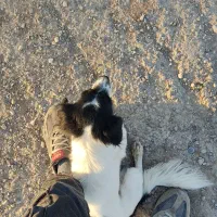 گمشده لطفا اطلاع بدین|سگ|شوشتر, |دیوار