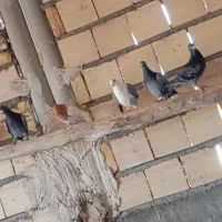 کفتر پلاکی پرشی