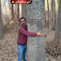 نهال صنوبر با رشد یکنواخت