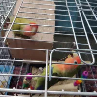 طولی برزیلی فنج نرگسی