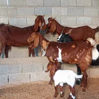 بز بزغاله دار دوقلو