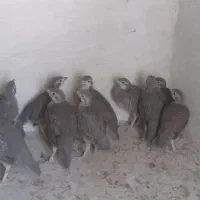 جوجه بلدرچین کوهی پرورشی