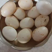 تخم مرغ گلین