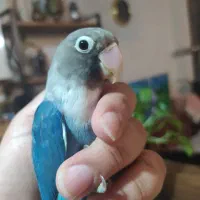 طوطی کوتوله برزیلی|پرنده|رضویه, |دیوار