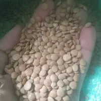 عدس قرمز دیم وپلویی درجه یک