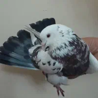 کبوتر کبکی گرفتنی