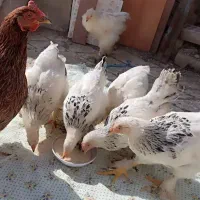 مرغ تخمگذار|حیوانات مزرعه|مشهد, شهید هاشمی نژاد|دیوار