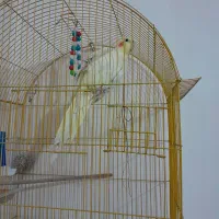 عروس هلندی|پرنده|سهند, |دیوار