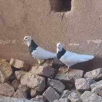 یک جفت کبوتر طوقی سالم|پرنده|شال, |دیوار