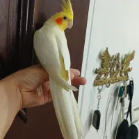 عروس هلندی نر آماده