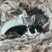 بچه گربه