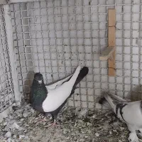 سینه سرکه ای رنگ یه دست