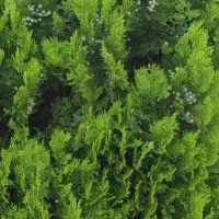 نیاز مند پرستار خانم