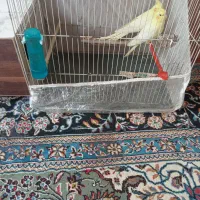 عروس هلندی لوتینو