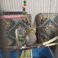 عروس گل باقالی