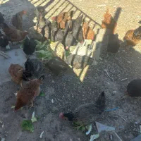 مرغ تخمگذار