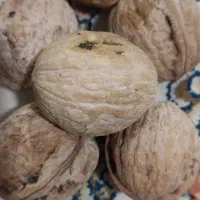 گردوپرمغز|خوردنی و آشامیدنی|بیرانوند, |دیوار