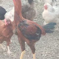 خروس لاری اوشامو