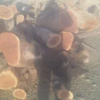 خرید و برش انواع چوب باغی