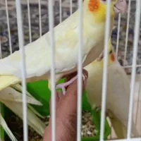 عروس لوتینو خانگی|پرنده|کاشان, گبرها|دیوار