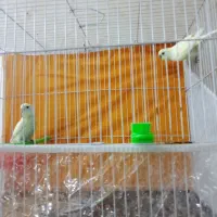 جفت مرغ عشق سالم