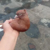 کفتر سرخ دم سفید