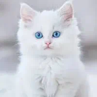 واگذاری بچه گربه
