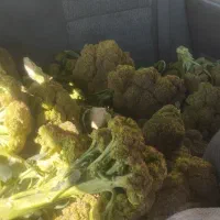 کلم بروکلی مقوی ، دامی