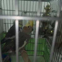 عروس هلندی|پرنده|فردیس, شهرک ناز|دیوار