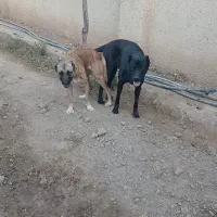 حیوان|سگ|صفادشت, |دیوار