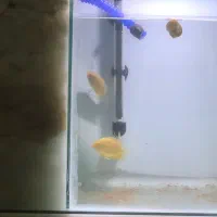 فروش فوری دیسکس|ماهی|سلماس, |دیوار