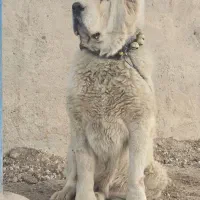 سگ نر آلابای /خراسانی سرابی قدریجونی افغان