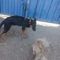 سه عدد سگ|سگ|یزد, |دیوار