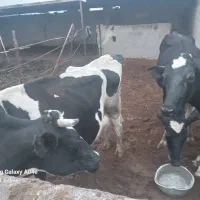 فروش 7 راس گاو و 4 راس گوساله|حیوانات مزرعه|کشکوئیه, |دیوار