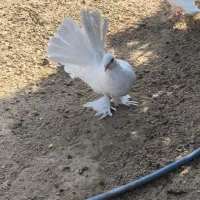 کبوتر دم چتری