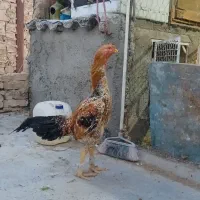 خروس و مرغ لاری