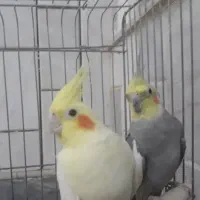 عروس هلندی نر و ماده|پرنده|قم, نخودی|دیوار