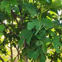 فروش باغ فنس شده قره بلاغ|فروش زمین و ملک کلنگی|میانه, |دیوار