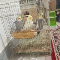 4عدد عروس هلندی یه جفت آماده تخم گذاشتن قیمت