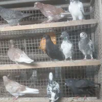 کبوتر جوجه پرشی