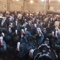 فروش بوقلمون