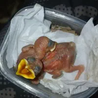 جوجه مینا گوشتی